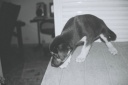 0 - P&B, cachorro filhote Gisma - Casa Max, Sao Caetano do Sul