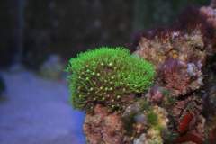 0 - Coral Metallic Green Star polyps, Aqurio Max - Apartamento Max, So Caetano do Sul
