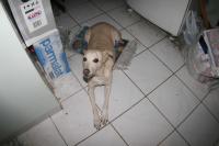 0 - cachorra Branquinha - Apartamento Max, So Caetano do Sul
