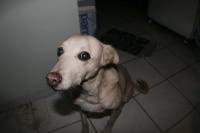0 - cachorra Branquinha - Apartamento Max, So Caetano do Sul