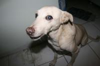 0 - cachorra Branquinha - Apartamento Max, So Caetano do Sul
