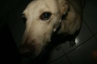 0 - cachorra Branquinha - Apartamento Max, So Caetano do Sul