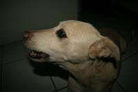 0 - cachorra Branquinha - Apartamento Max, So Caetano do Sul