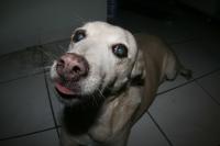 0 - cachorra Branquinha - Apartamento Max, So Caetano do Sul