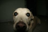 0 - cachorra Branquinha - Apartamento Max, So Caetano do Sul