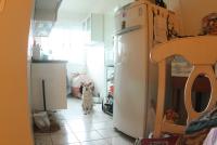 0 - cachorra Branquinha - Apartamento Max, So Caetano do Sul