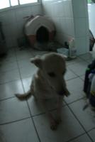 0 - cachorra Branquinha - Apartamento Max, So Caetano do Sul