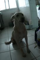 0 - cachorra Branquinha - Apartamento Max, So Caetano do Sul