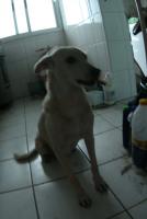 0 - cachorra Branquinha - Apartamento Max, So Caetano do Sul