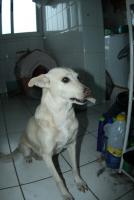 0 - cachorra Branquinha - Apartamento Max, So Caetano do Sul