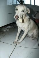 0 - cachorra Branquinha - Apartamento Max, So Caetano do Sul