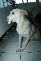 0 - cachorra Branquinha - Apartamento Max, So Caetano do Sul
