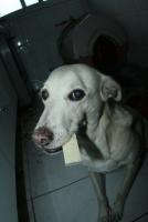 0 - cachorra Branquinha - Apartamento Max, So Caetano do Sul