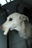 0 - cachorra Branquinha - Apartamento Max, So Caetano do Sul