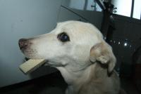 0 - cachorra Branquinha - Apartamento Max, So Caetano do Sul