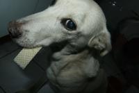 0 - cachorra Branquinha - Apartamento Max, So Caetano do Sul