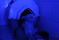0 - cachorra Branquinha - Apartamento Max, So Caetano do Sul
