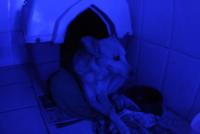 0 - cachorra Branquinha - Apartamento Max, So Caetano do Sul