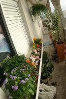 0 - flores, floreira, jardineira - Apartamento Max, So Caetano do Sul