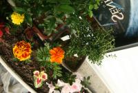 0 - flores, floreira, jardineira - Apartamento Max, So Caetano do Sul