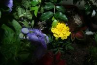 0 - flores, floreira, jardineira - Apartamento Max, So Caetano do Sul
