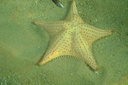 0 - estrela-do-mar - Ilha Grande, Angra dos Reis