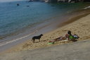 DESC, - cachorro, praia - Ilha Grande, Angra dos Reis