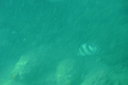 0 - peixes - Ilha Grande, Angra dos Reis