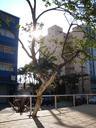  - árvore em BACKLIGHT - Praça Av. Goiás, São Caetano do Sul