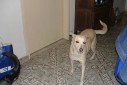  - cachorra Branquinha - Casa Max, Sao Caetano do Sul