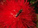  - abelha em flor vermelha - Parque Chico Mendes, São Caetano do Sul