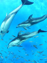  - golfinhos, peixes - Aquário, Japão