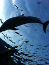  - golfinhos, peixes - Aquário, Japão
