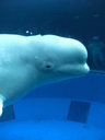  - cetáceo beluga - Aquário, Japão
